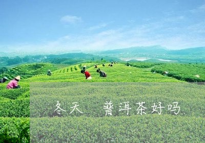 冬天 普洱茶好吗/2023041120492